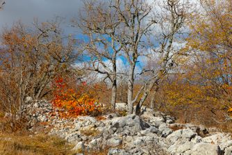 Col de Vence, France, Autumn 6884