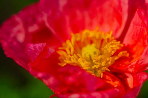 Icelandic Poppy 6739