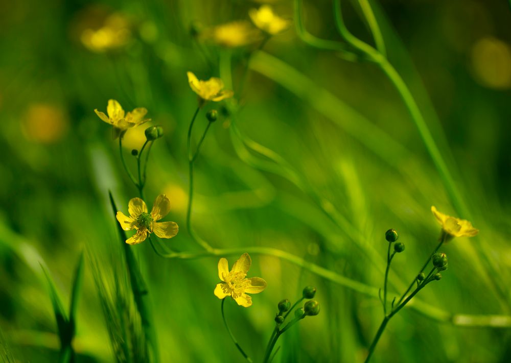 African Buttercup 6912