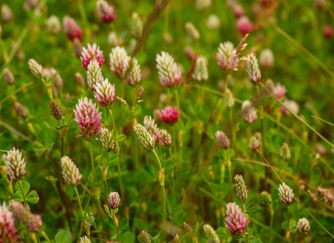 Clover 6787