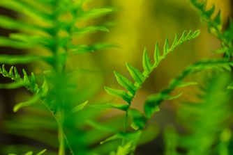 Fern 6845