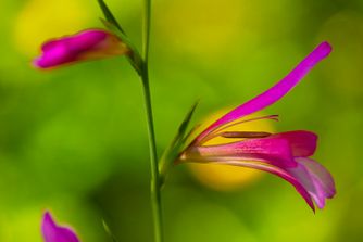 Wild Gladiola 6716