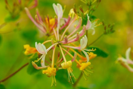 Wildflower Collection, Singles