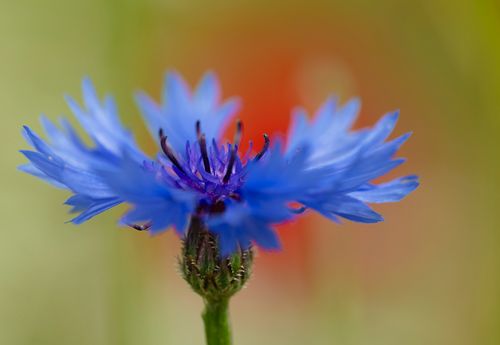 Cornflower 6761