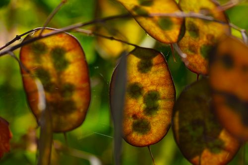 Lunaria 6793