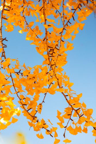 Ginko leaves against the sky 6167
