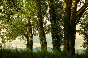 Tuscany 7001