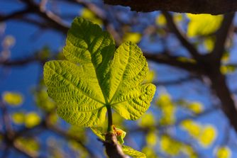 Fig Leaf 5961