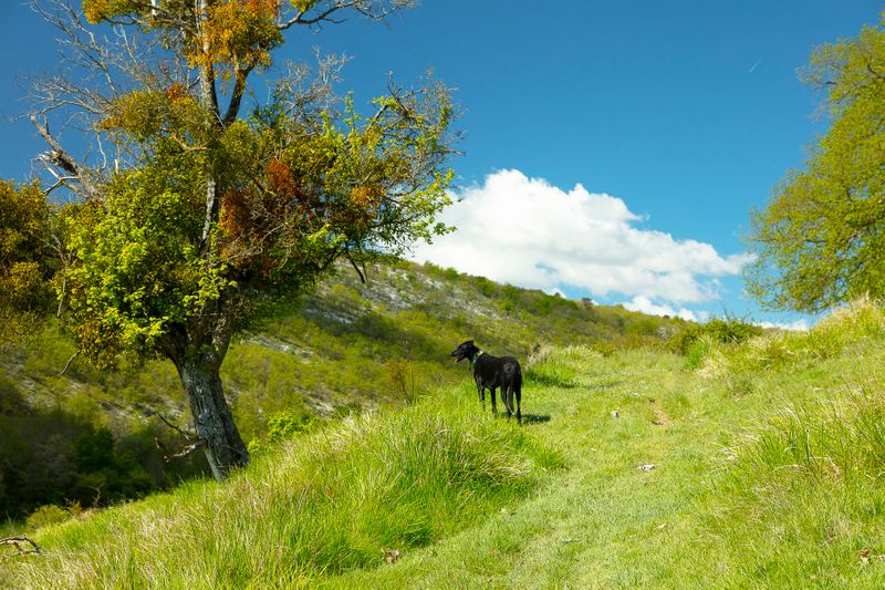 Sheep way below...never seen sheep before.!