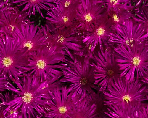 Ice Plant 6766