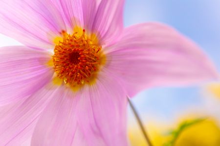 Cultivated Flower Collection,  Singles