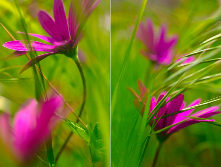 Nature, Diptychs