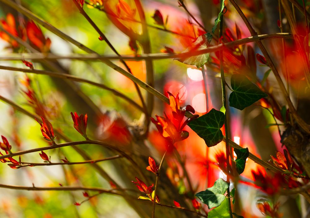 Pomegranate and Ivy 6901