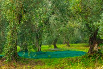 Tuscany 6607