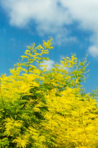 acacia 6817