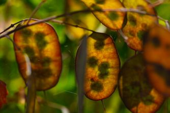 Lunaria 6793