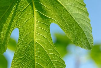 Fig Leaf 6351