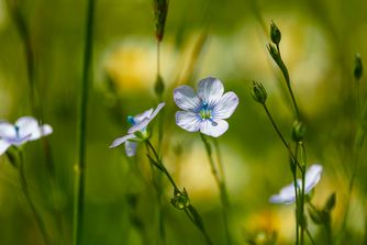 Flax Flower 6792