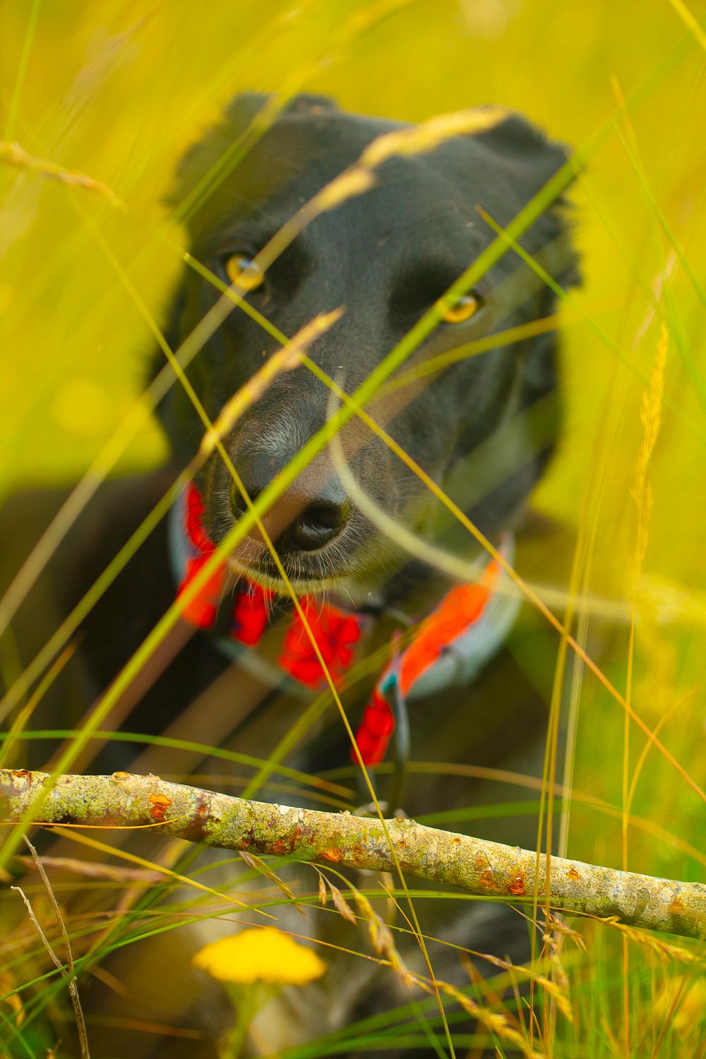 The Beloved Stick.