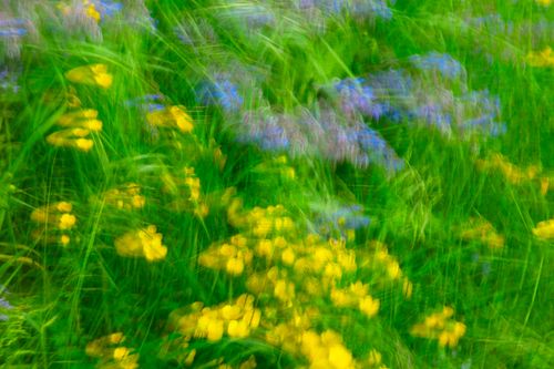 Buttercups and Borage 6747