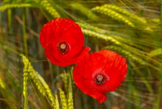 Poppies and Farro 6789