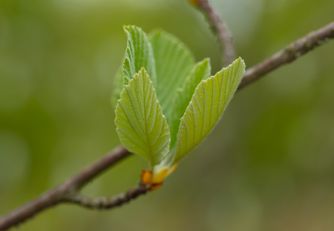 Hornbeam 6942