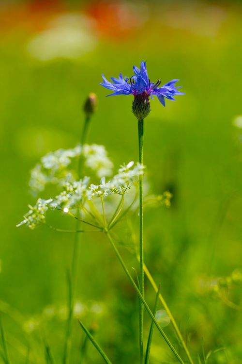 Cornflower 6783