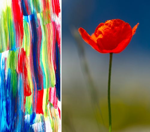 Ode to a Poppy (6451)