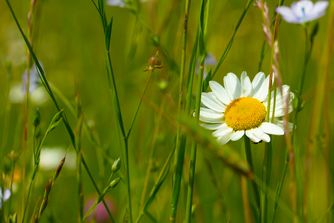 Daisy 6791