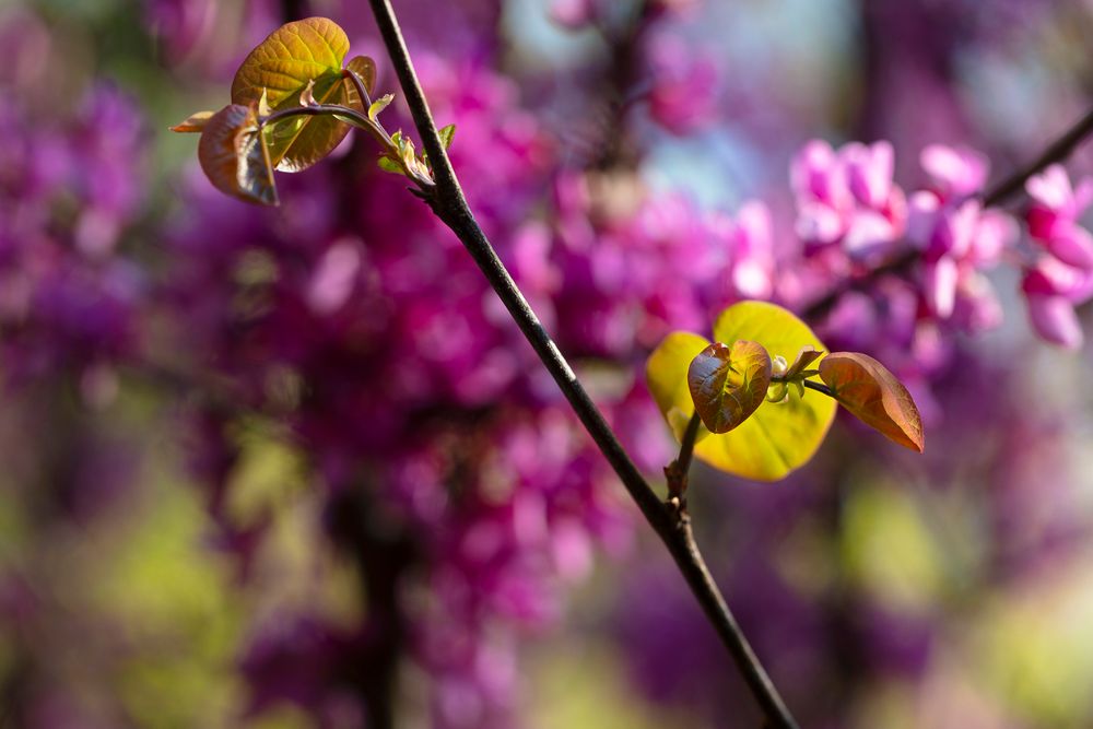 Judas Tree 6916