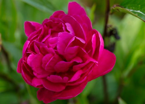 Peony 6765