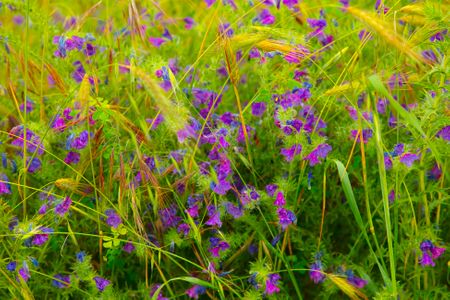 Tableaux Nature Vivant