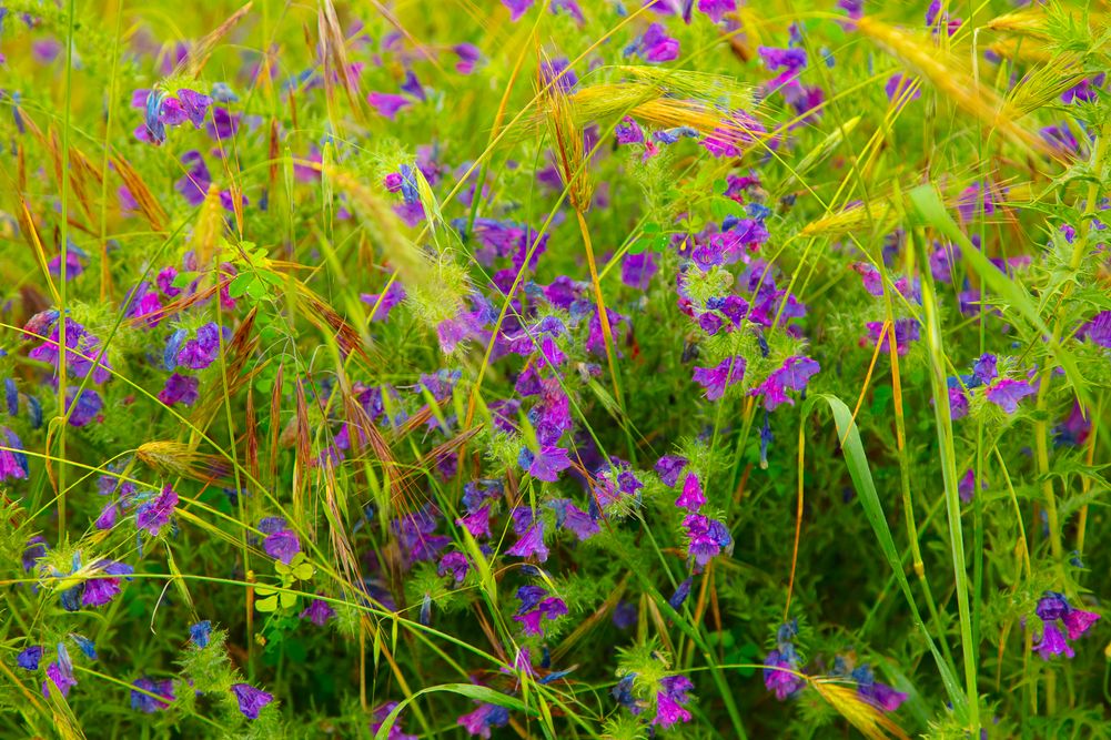 Tableaux Nature