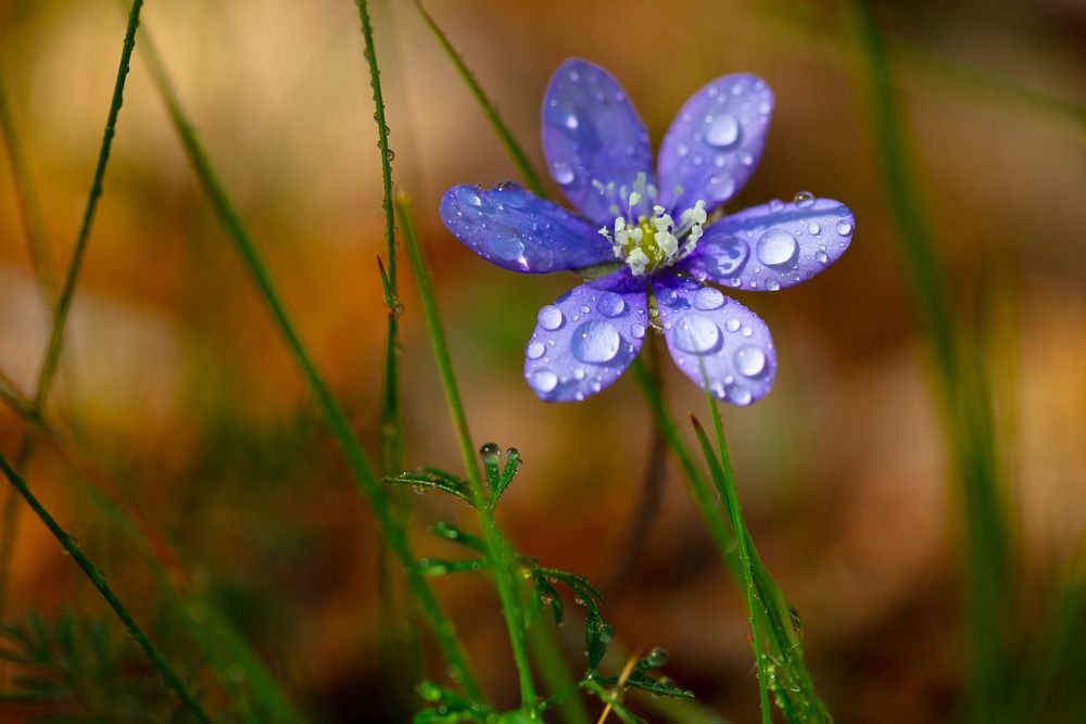 Hepatica 6915