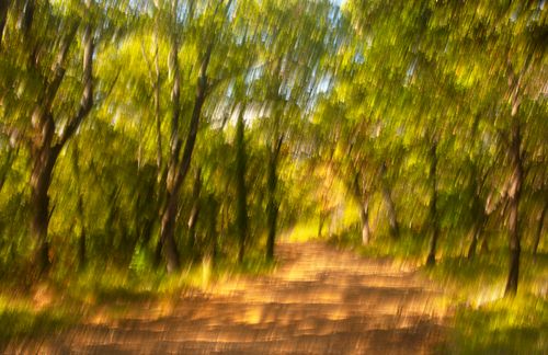 Forest, France 5681