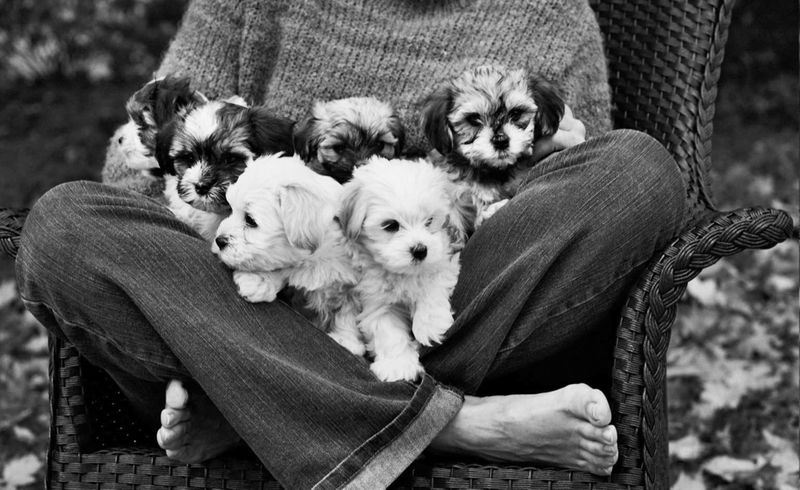 67_22_721_30APuppies.jpg