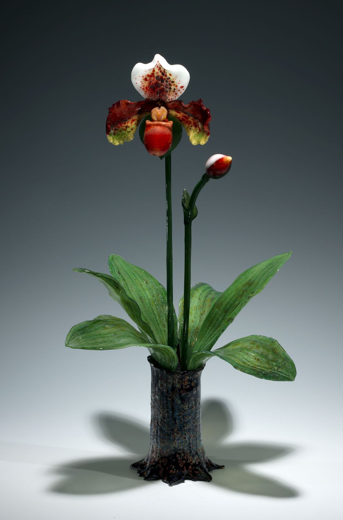 Glass Orchid by Margaret Neher Paphiopedilum Sandra Bay