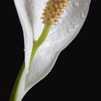 water on base of flower.jpg