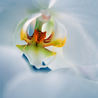 Title Limited Edition Prints.jpg
