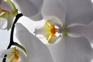 orchid DSC_0748.jpg