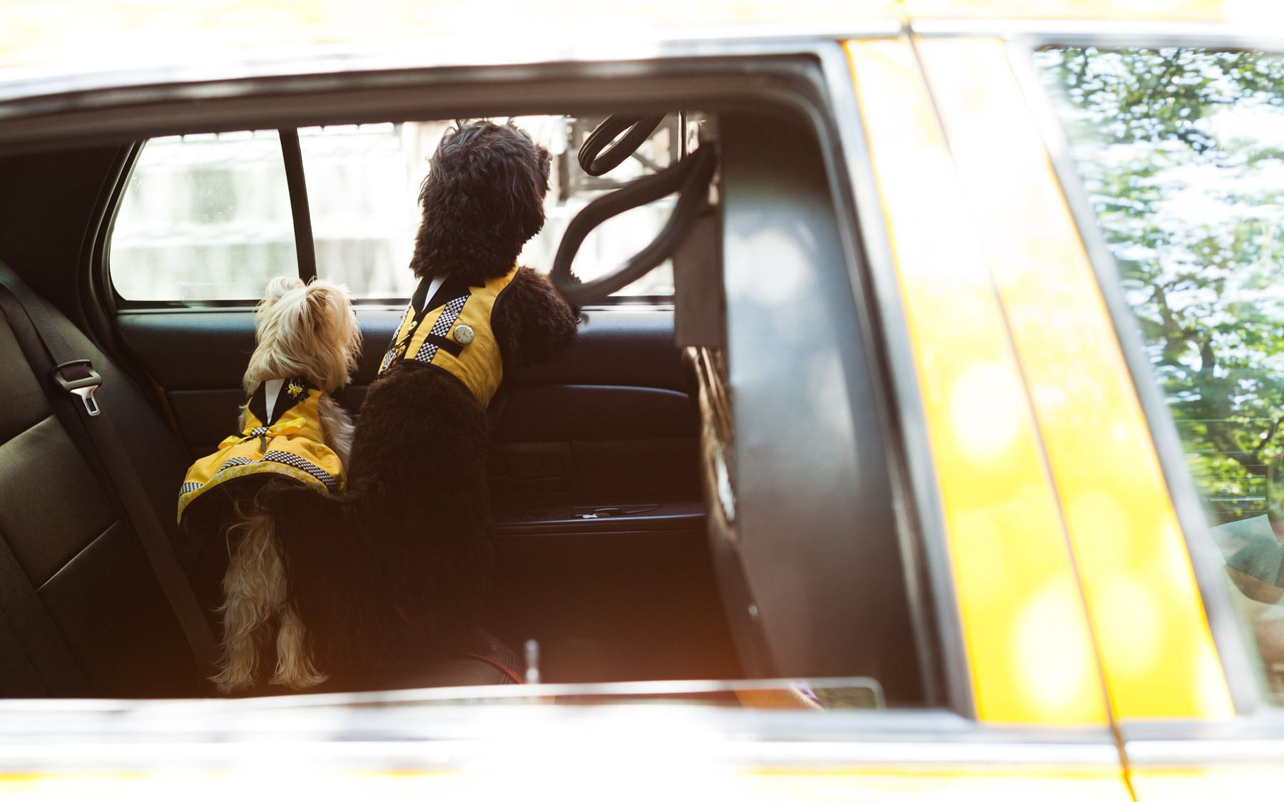 Couture Dogs of New York