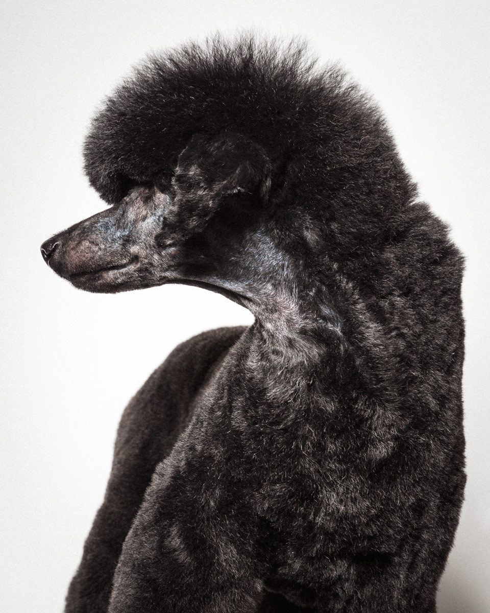 Georgeio, Standard Poodle
