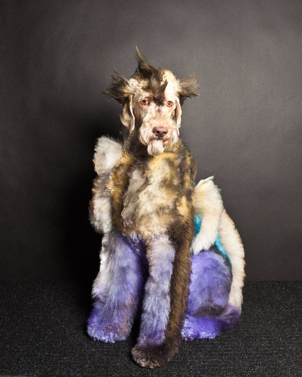 Macey, Standard Poodle