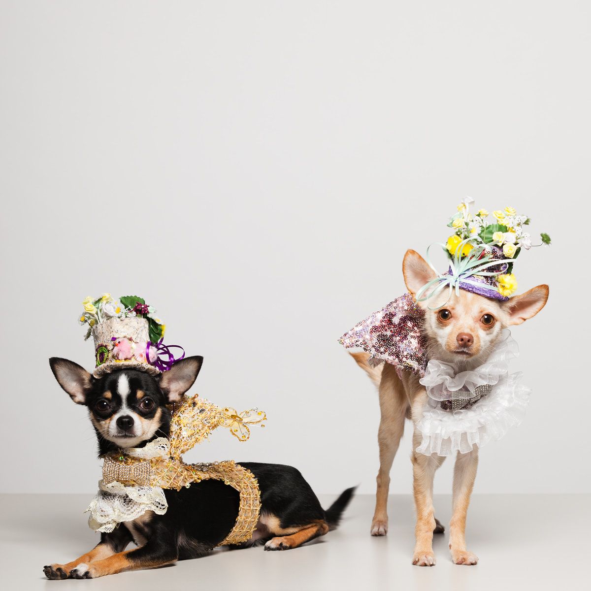 Couture Dogs of New York