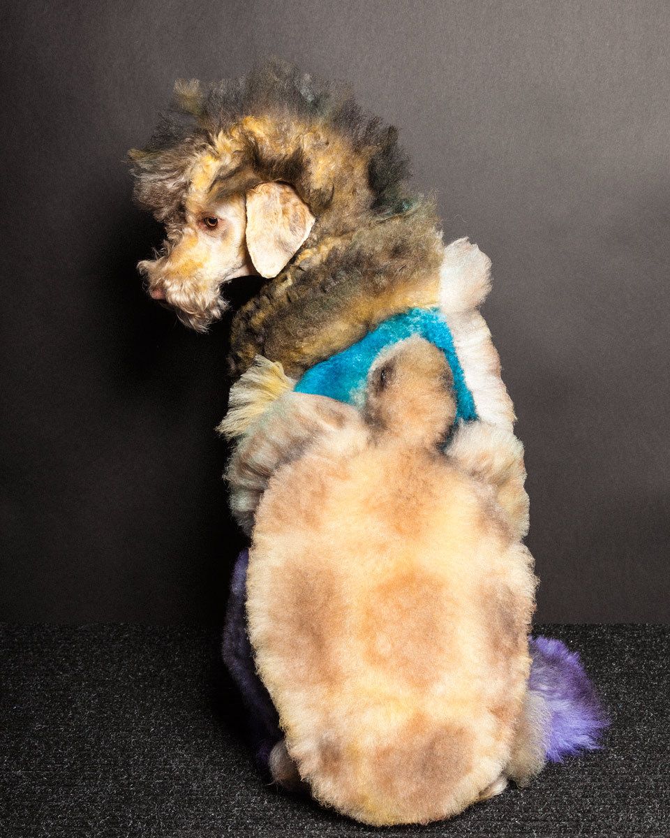 Macey, Standard Poodle