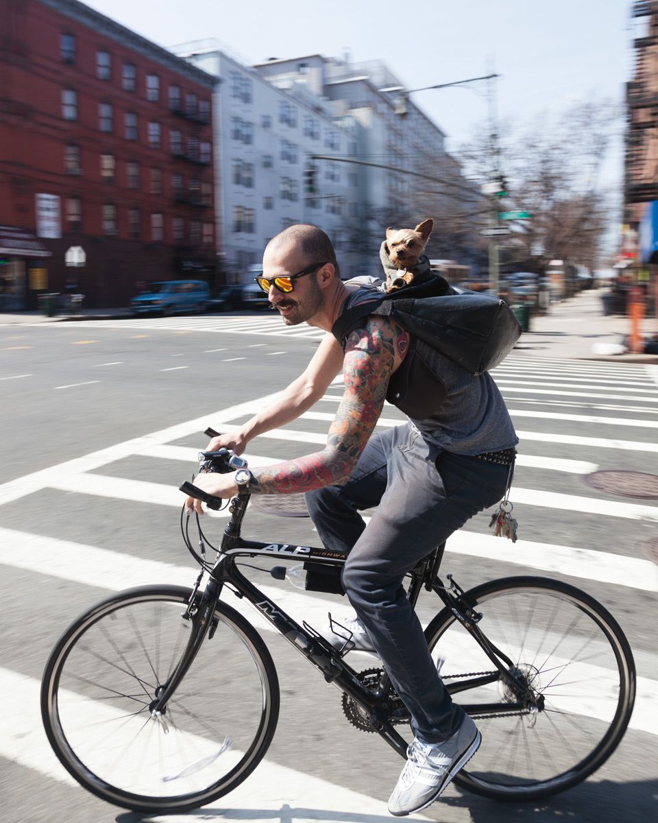 Couture Dogs of New York