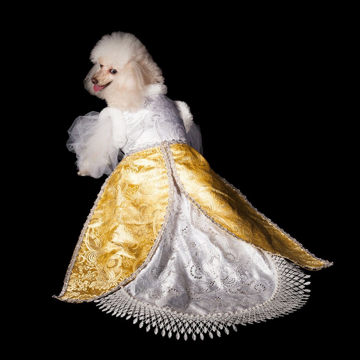 Couture Dogs of New York