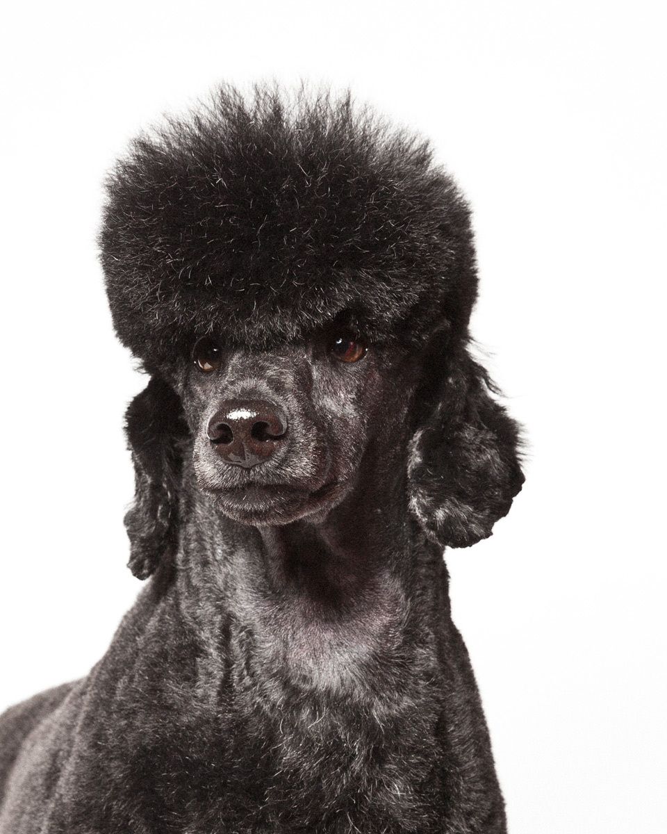 Georgeio, Standard Poodle