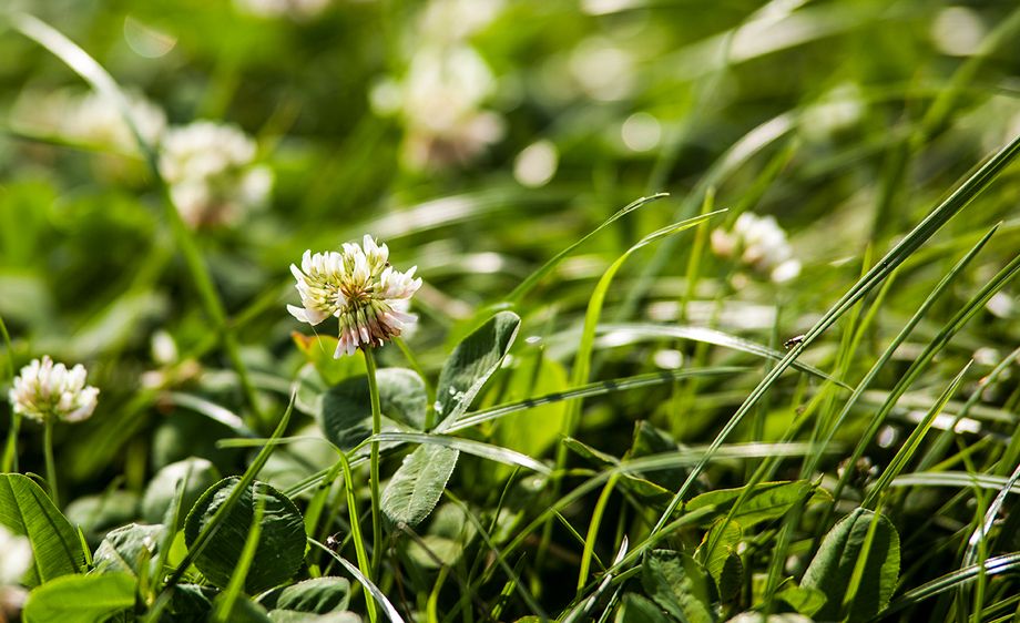 Emerald Dairies Missouri