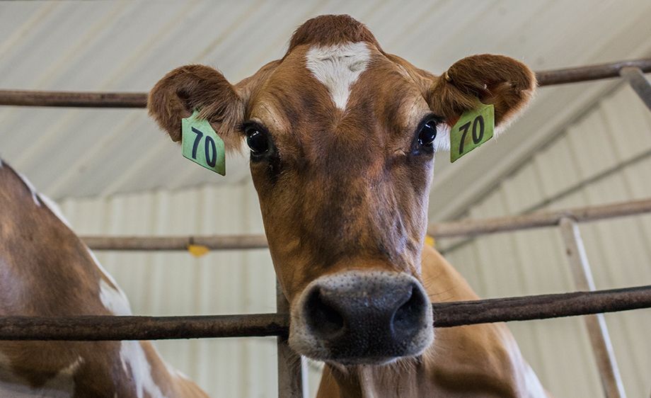 Focal Dairy Farm Nevada,Missouri